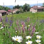 gites-etape-sejour - Les Sapins et Les Buis - LE POIZAT LALLEYRIAT - Ain
